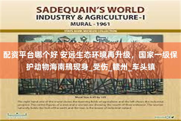 配资平台哪个好 安远生态环境再升级，国家一级保护动物海南鳽现身_受伤_赣州_车头镇